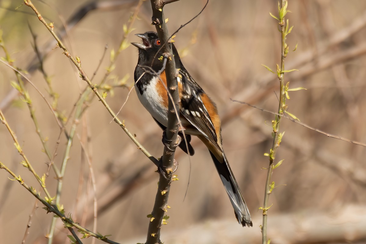 Spotted Towhee - ML325419771
