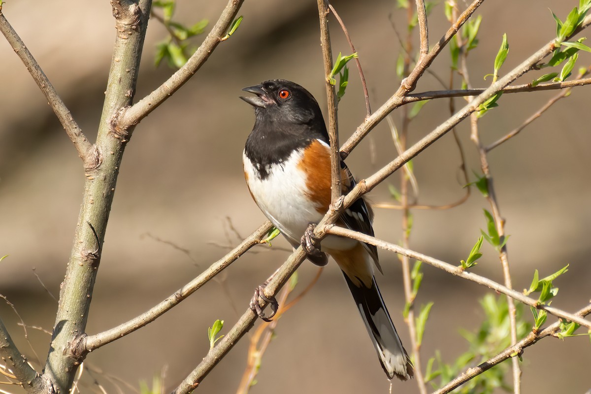Spotted Towhee - ML325419781