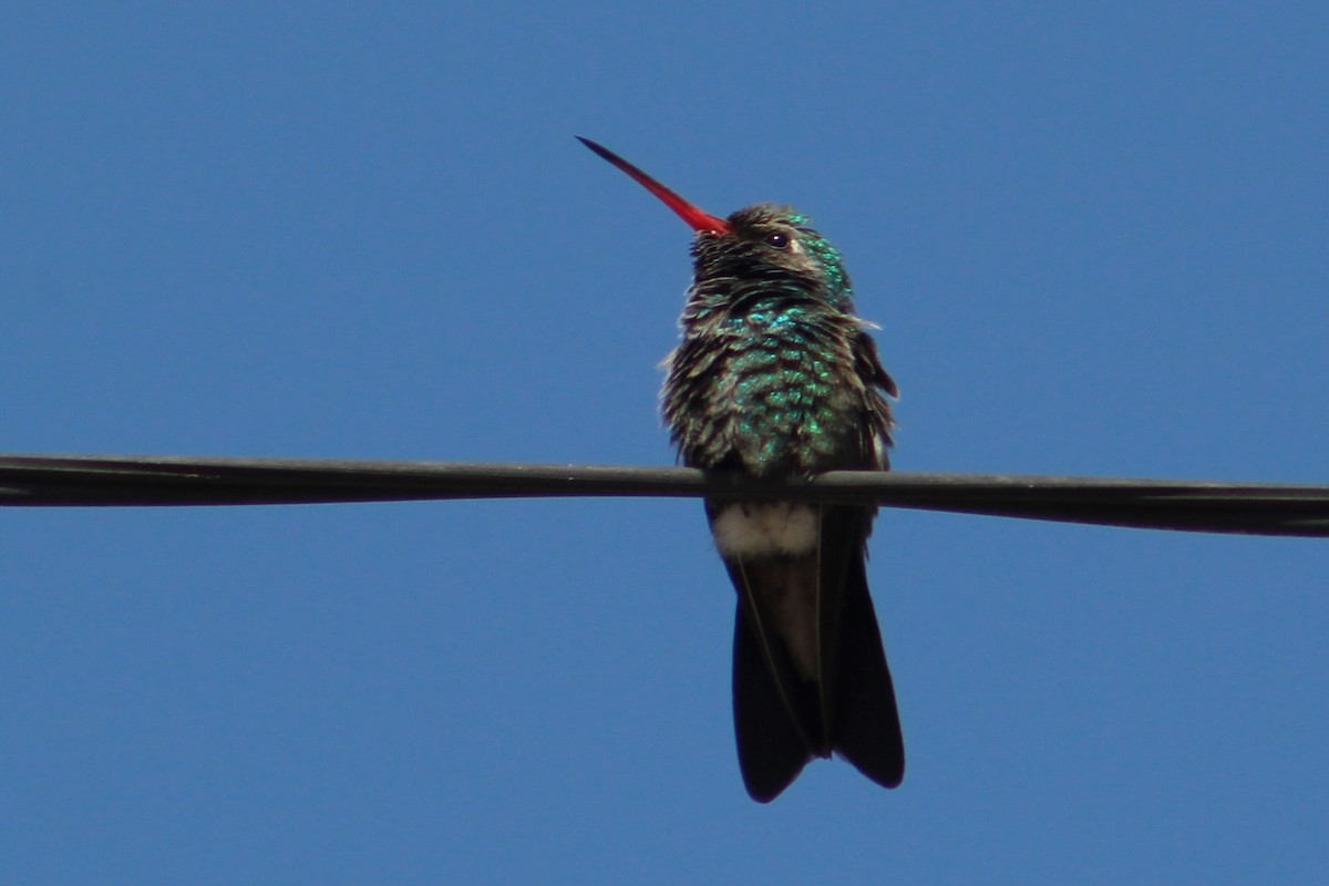 Broad-billed Hummingbird - Rocío Reybal 🐦