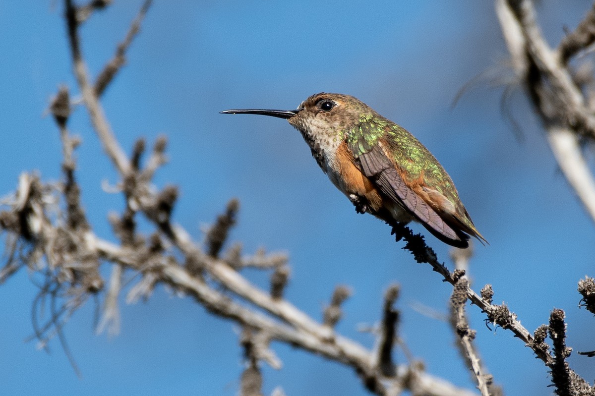 Allen's Hummingbird - David Ornellas