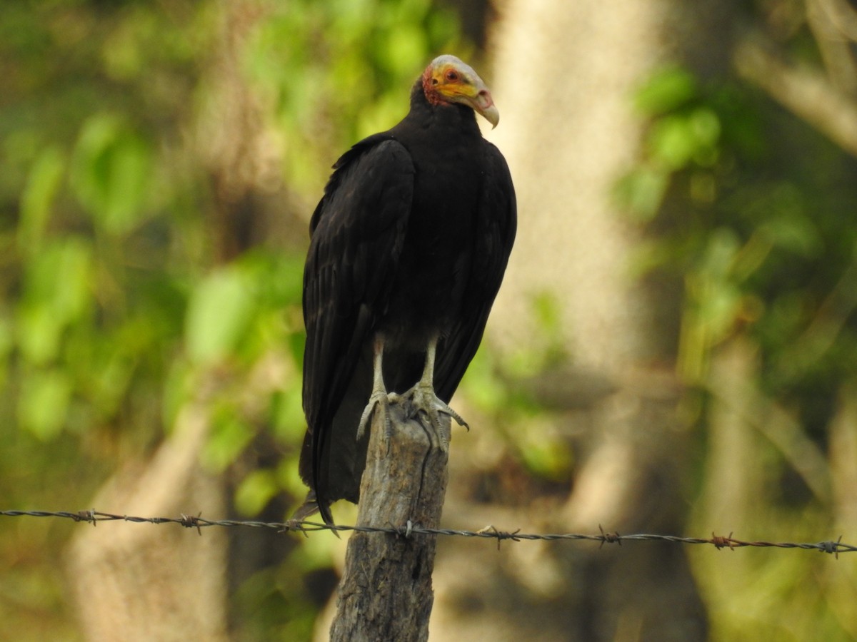 Lesser Yellow-headed Vulture - Johana Zuluaga-Bonilla
