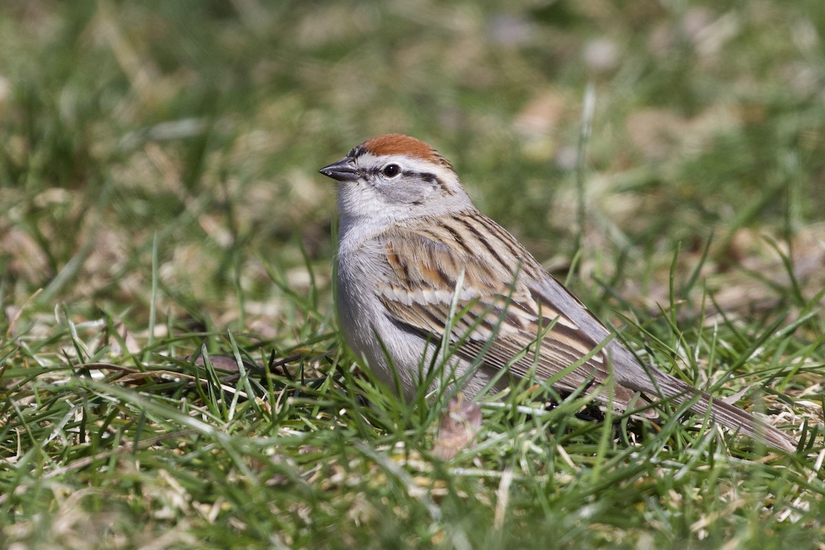 Chipping Sparrow - Aaron Roberge