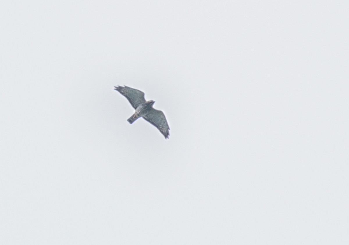 Broad-winged Hawk - ML325433521