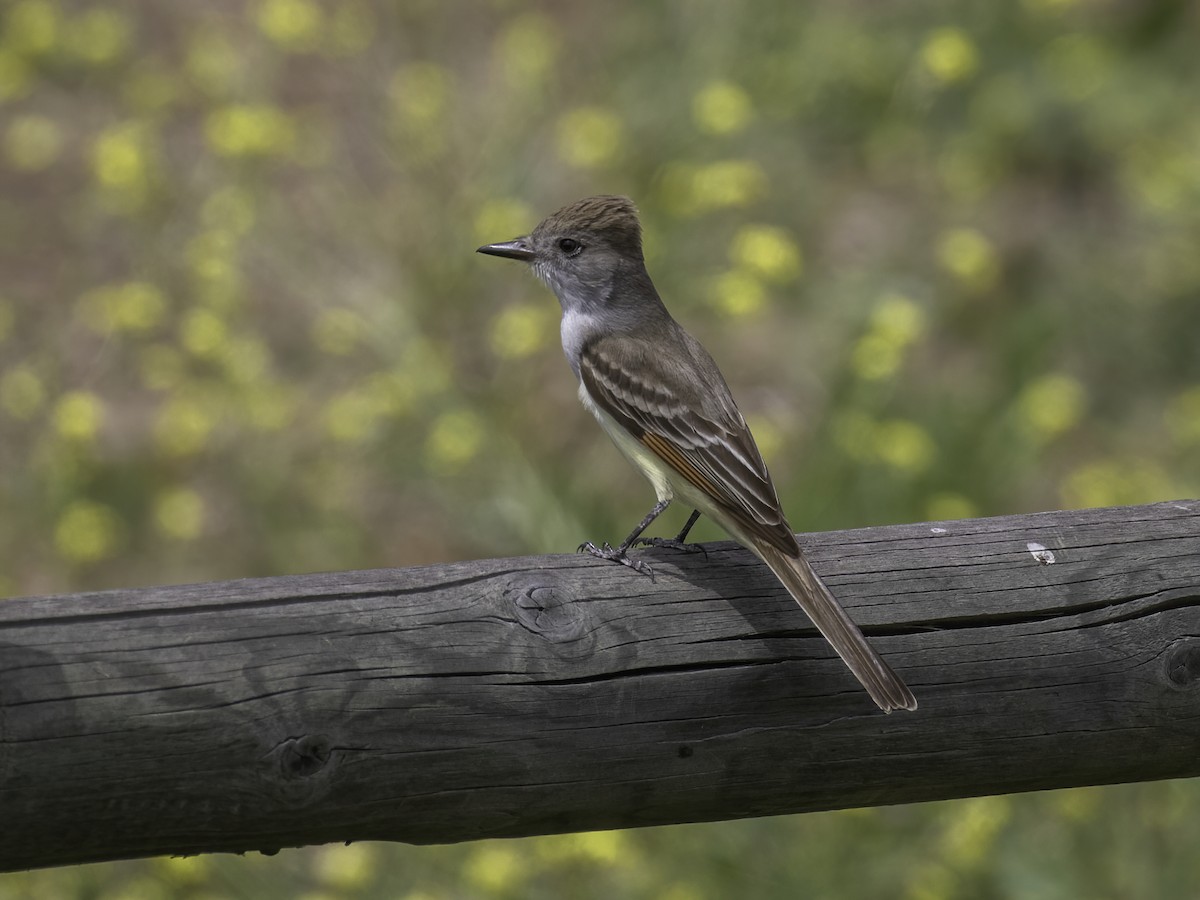 Ash-throated Flycatcher - Bruce Aird