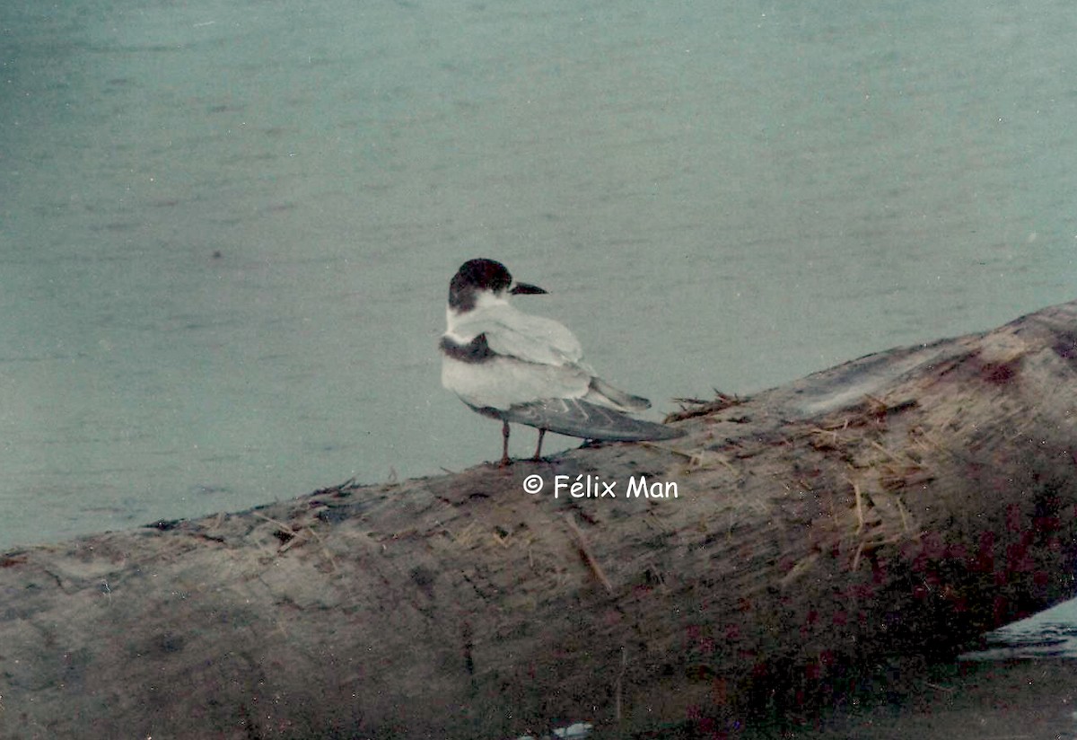 Common Tern - Félix Man-Ging F.