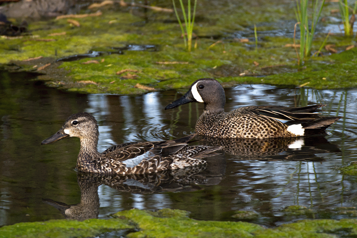 Blue-winged Teal - ML325437341