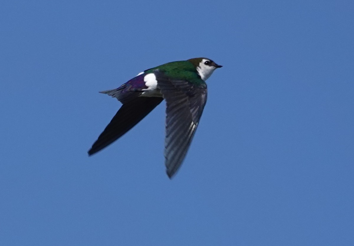 Violet-green Swallow - Ann Nightingale