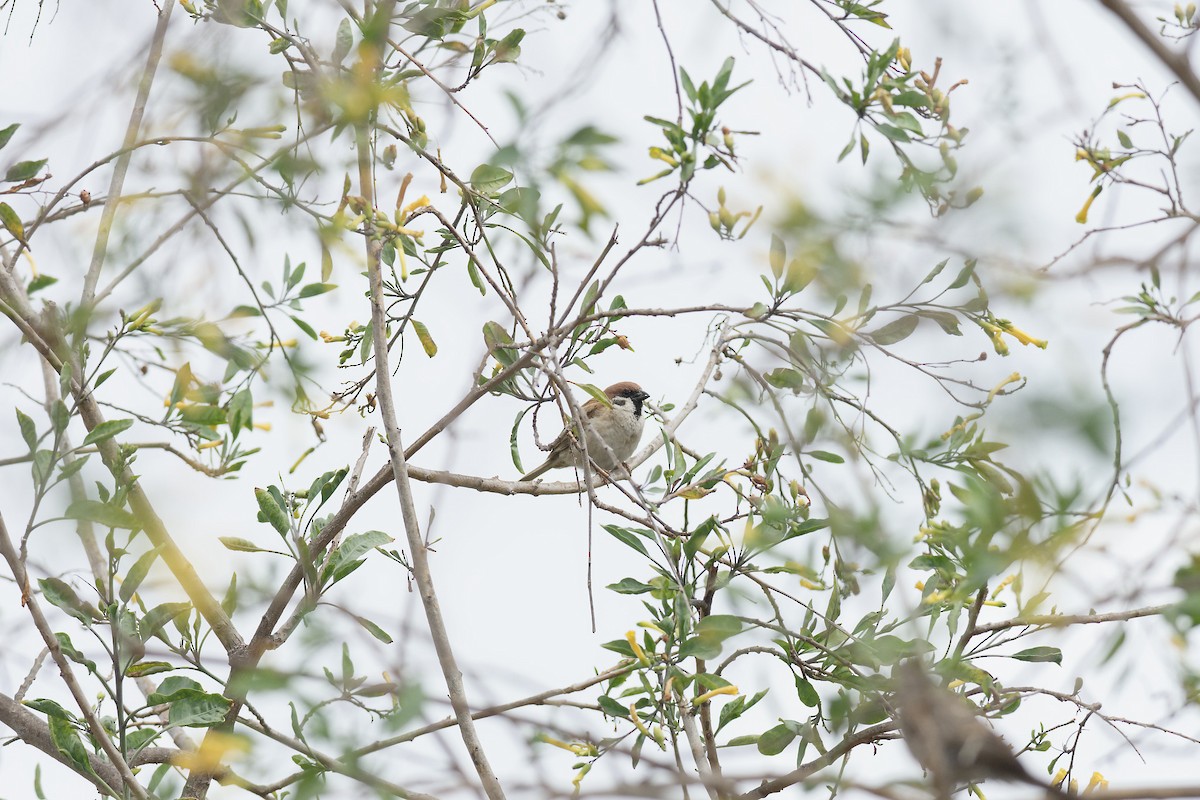 Eurasian Tree Sparrow - Mike Huang