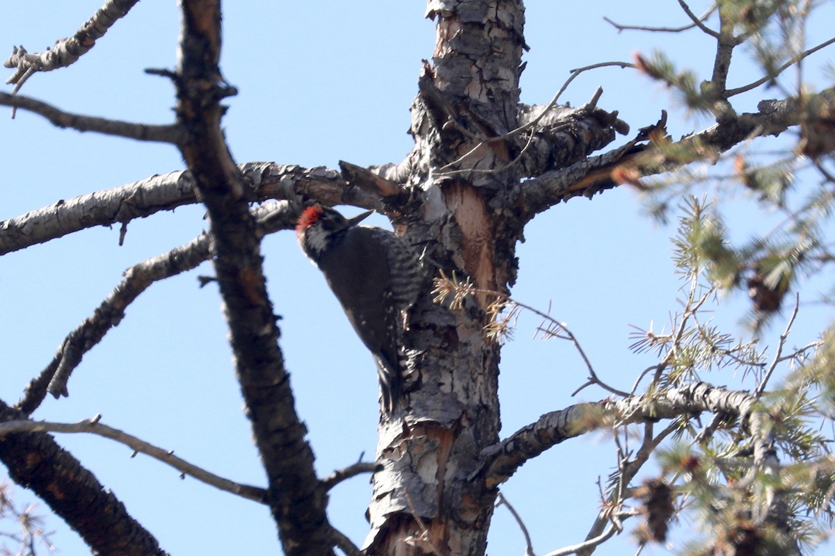 Arizona Woodpecker - ML325449221