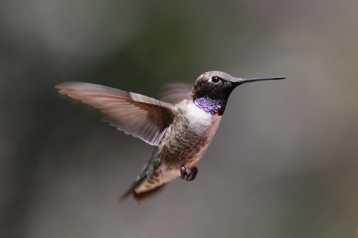 Black-chinned Hummingbird - Stephen Gast