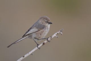 Bushtit