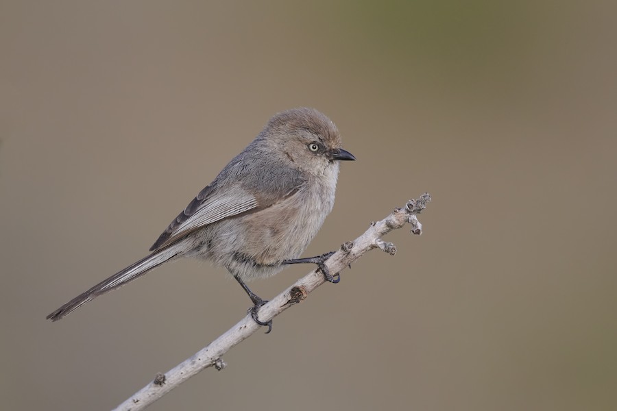 Bushtit