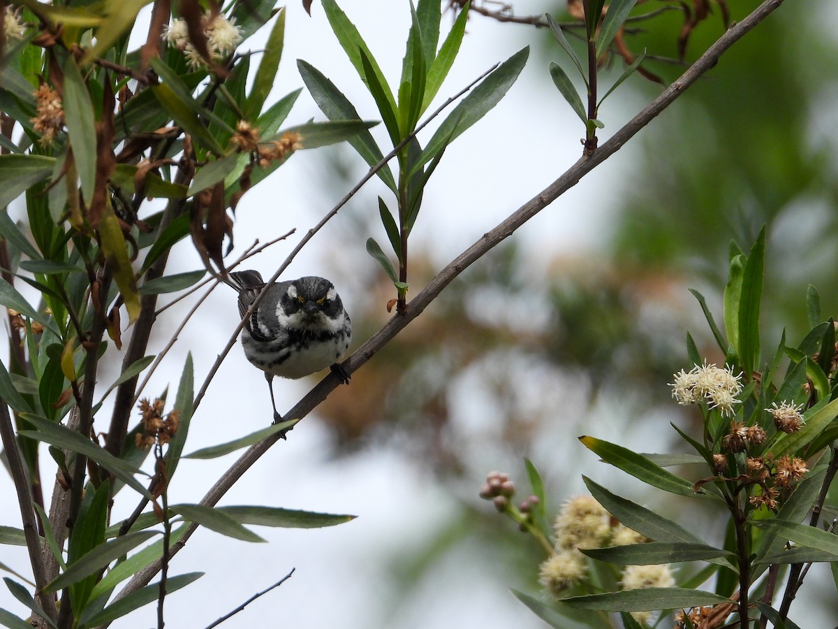 Black-throated Gray Warbler - ML325453031