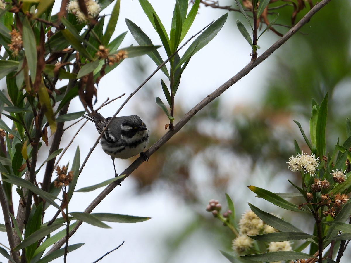 Black-throated Gray Warbler - ML325453051