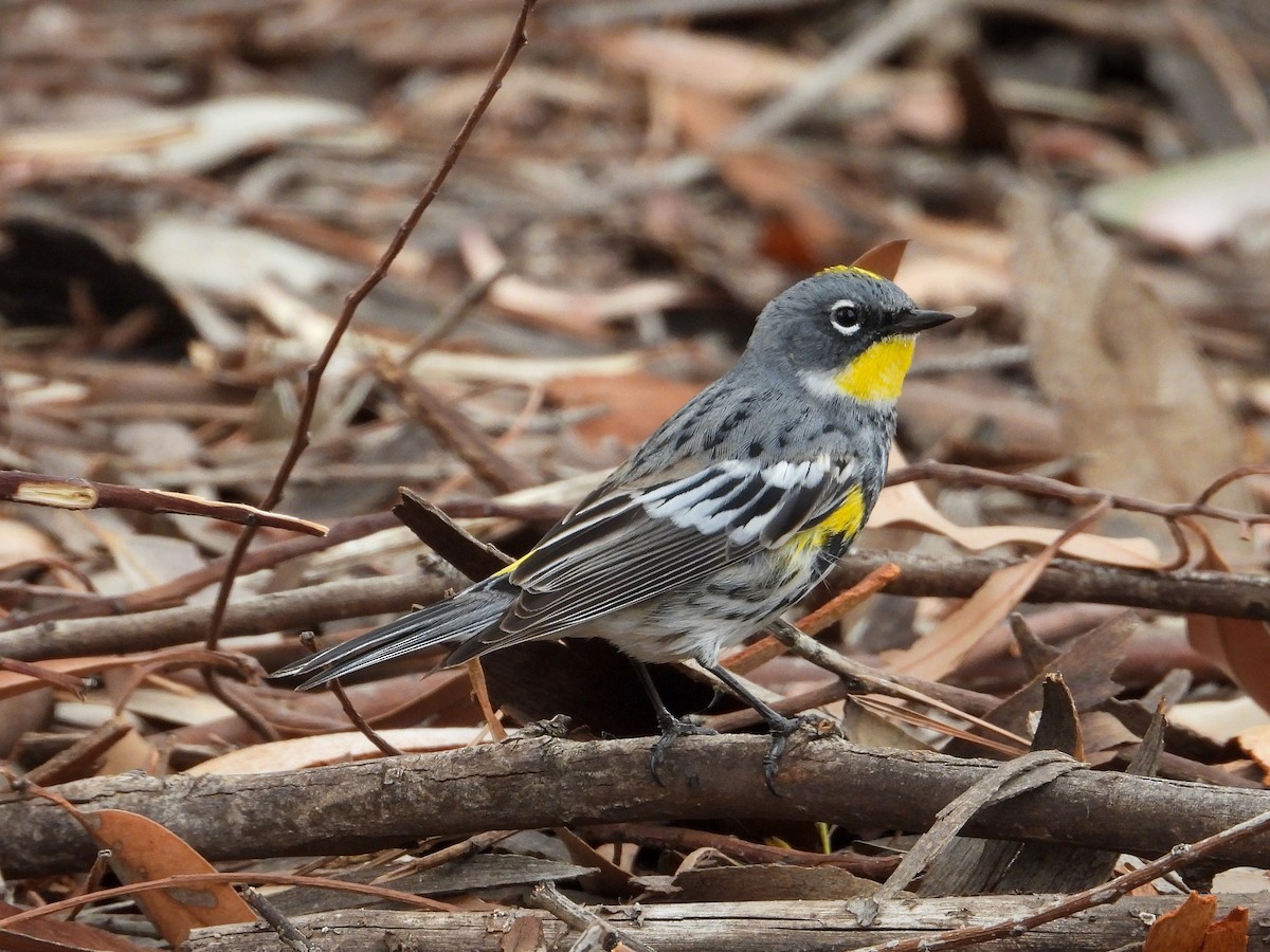 Yellow-rumped Warbler (Myrtle x Audubon's) - James Maley