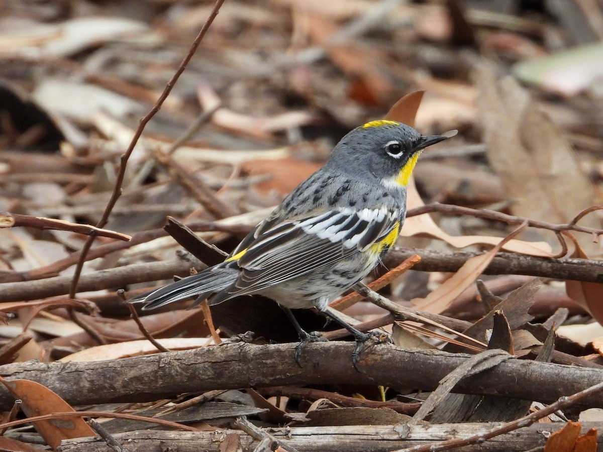 Yellow-rumped Warbler (Myrtle x Audubon's) - ML325454501
