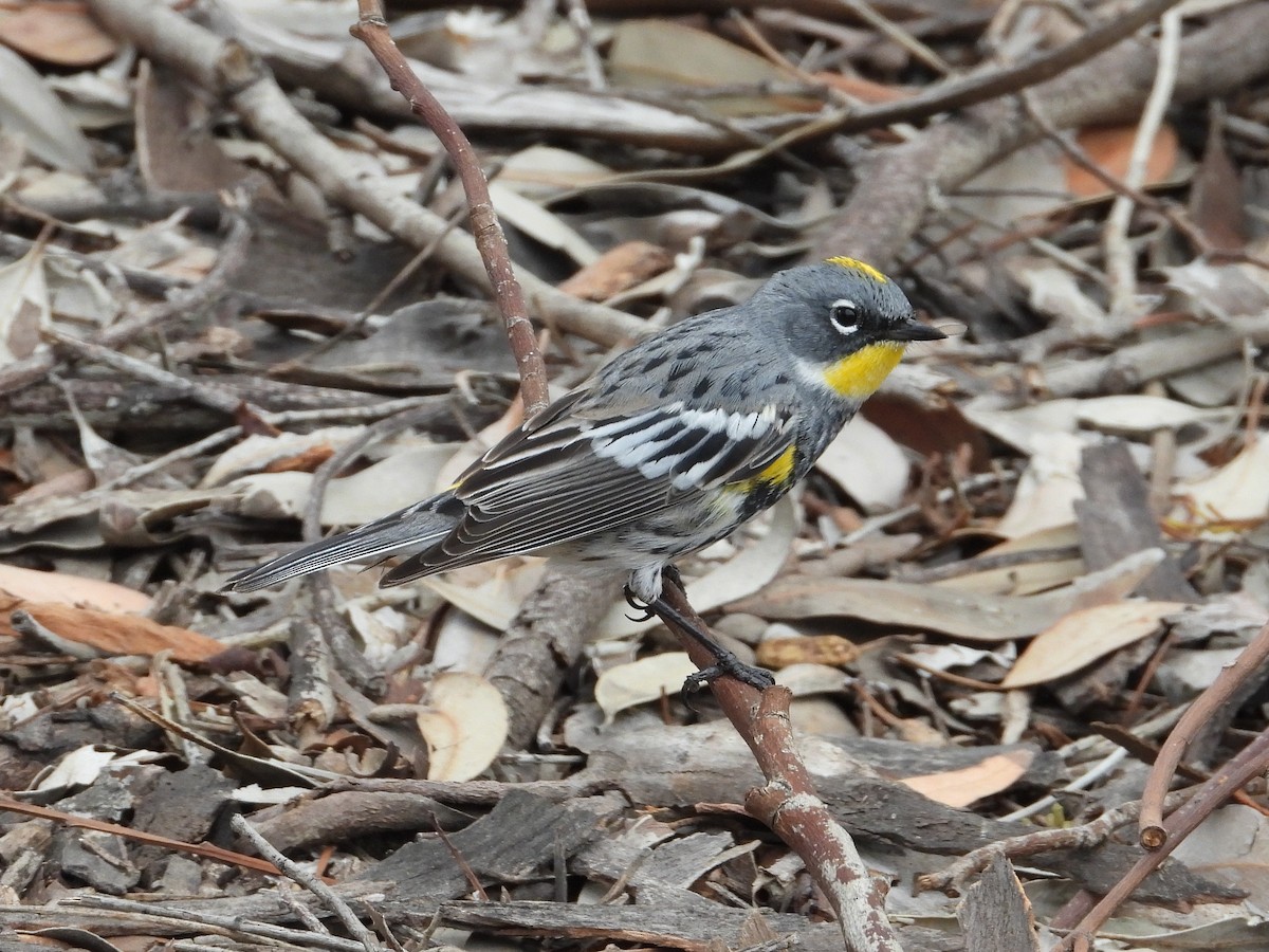 Yellow-rumped Warbler (Myrtle x Audubon's) - ML325454521