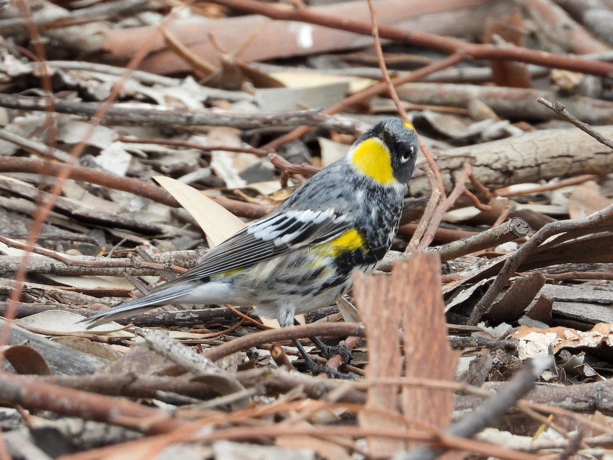 Yellow-rumped Warbler (Myrtle x Audubon's) - ML325454551