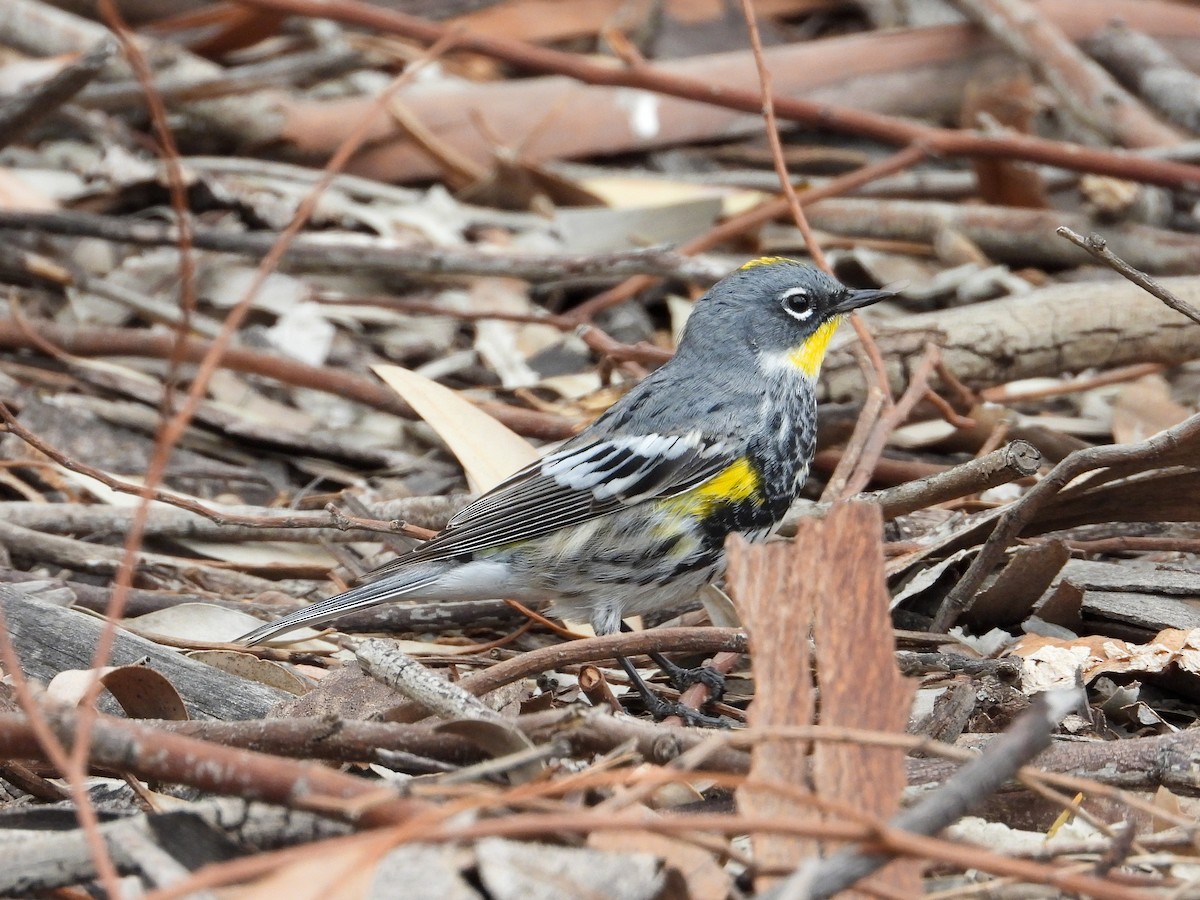 Yellow-rumped Warbler (Myrtle x Audubon's) - James Maley