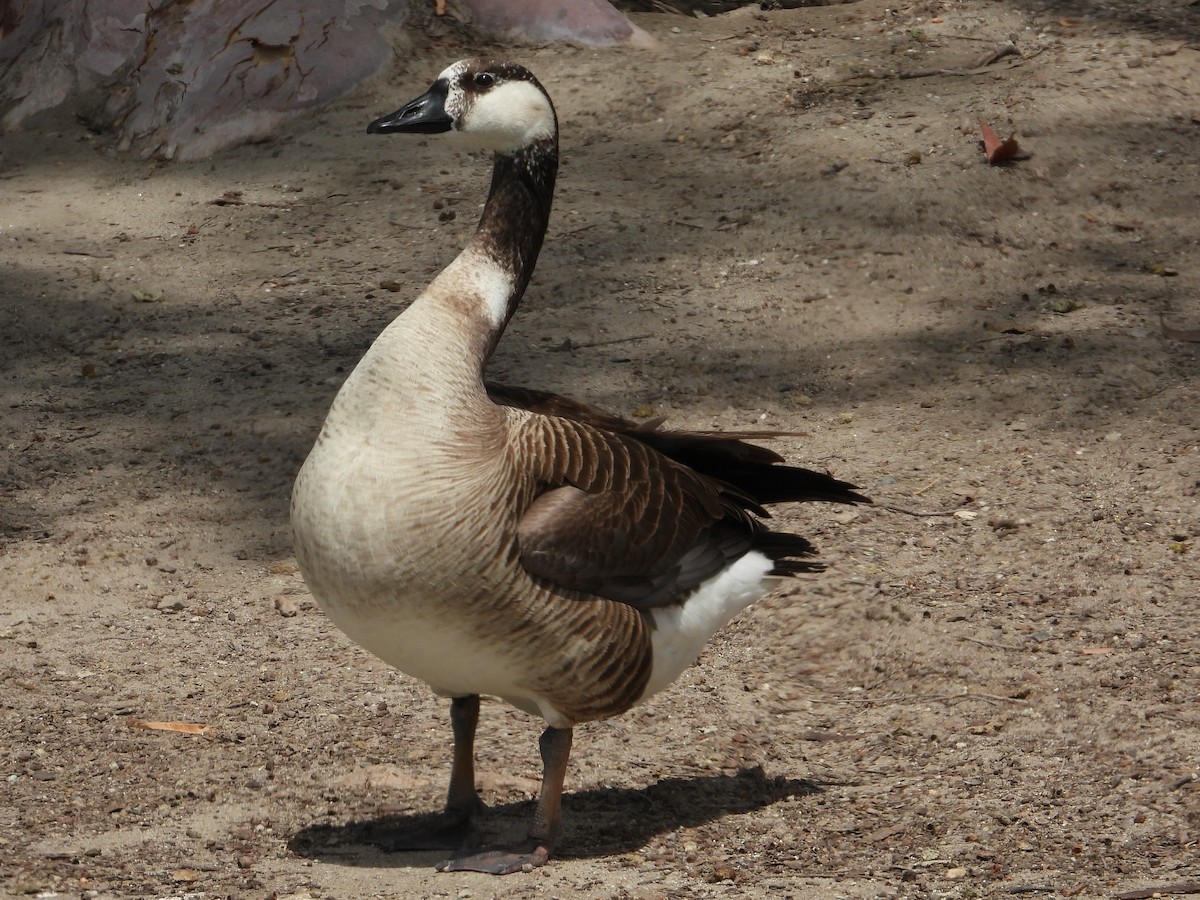 Domestic goose sp. x Canada Goose (hybrid) - ML325455151