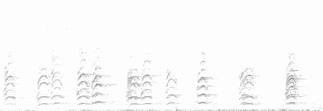 Weißgesicht-Stelzenläufer - ML325465501