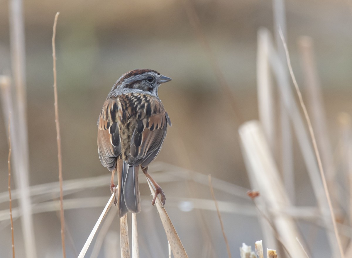 Swamp Sparrow - ML325470691