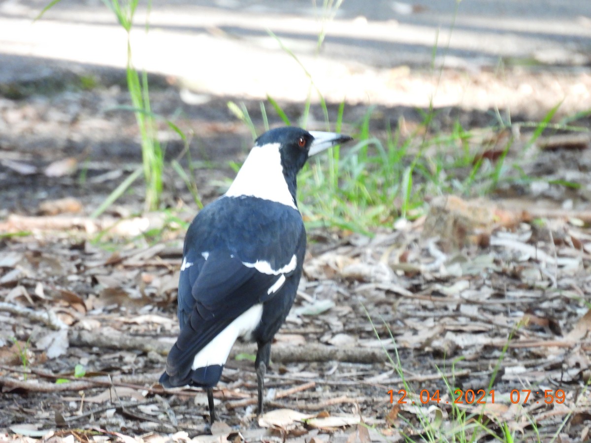 Australian Magpie (Black-backed) - ML325472361