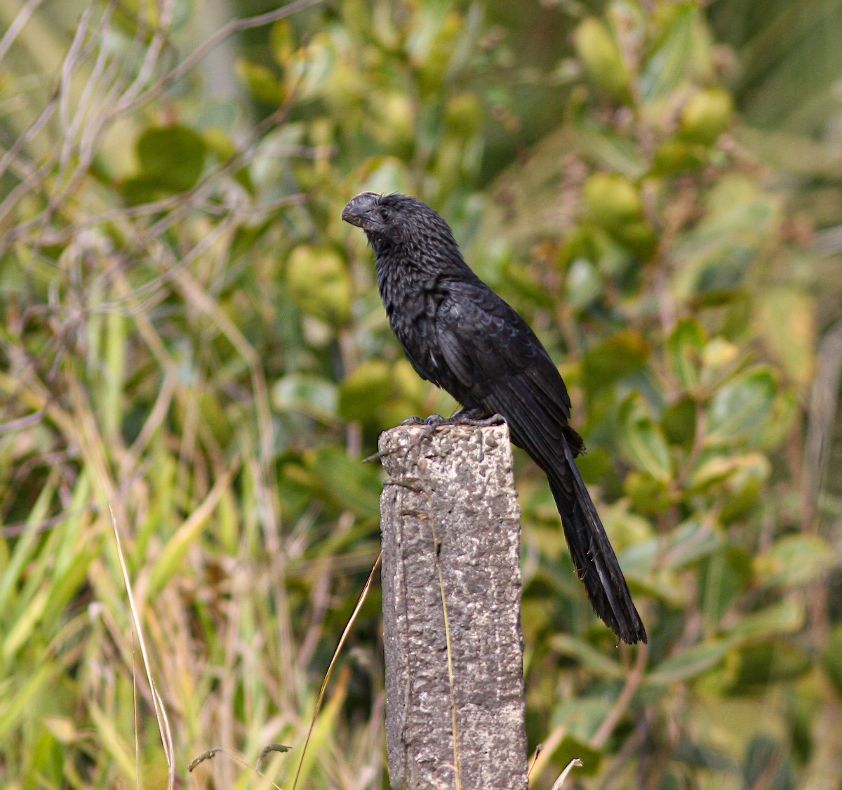 Smooth-billed Ani - Per Smith