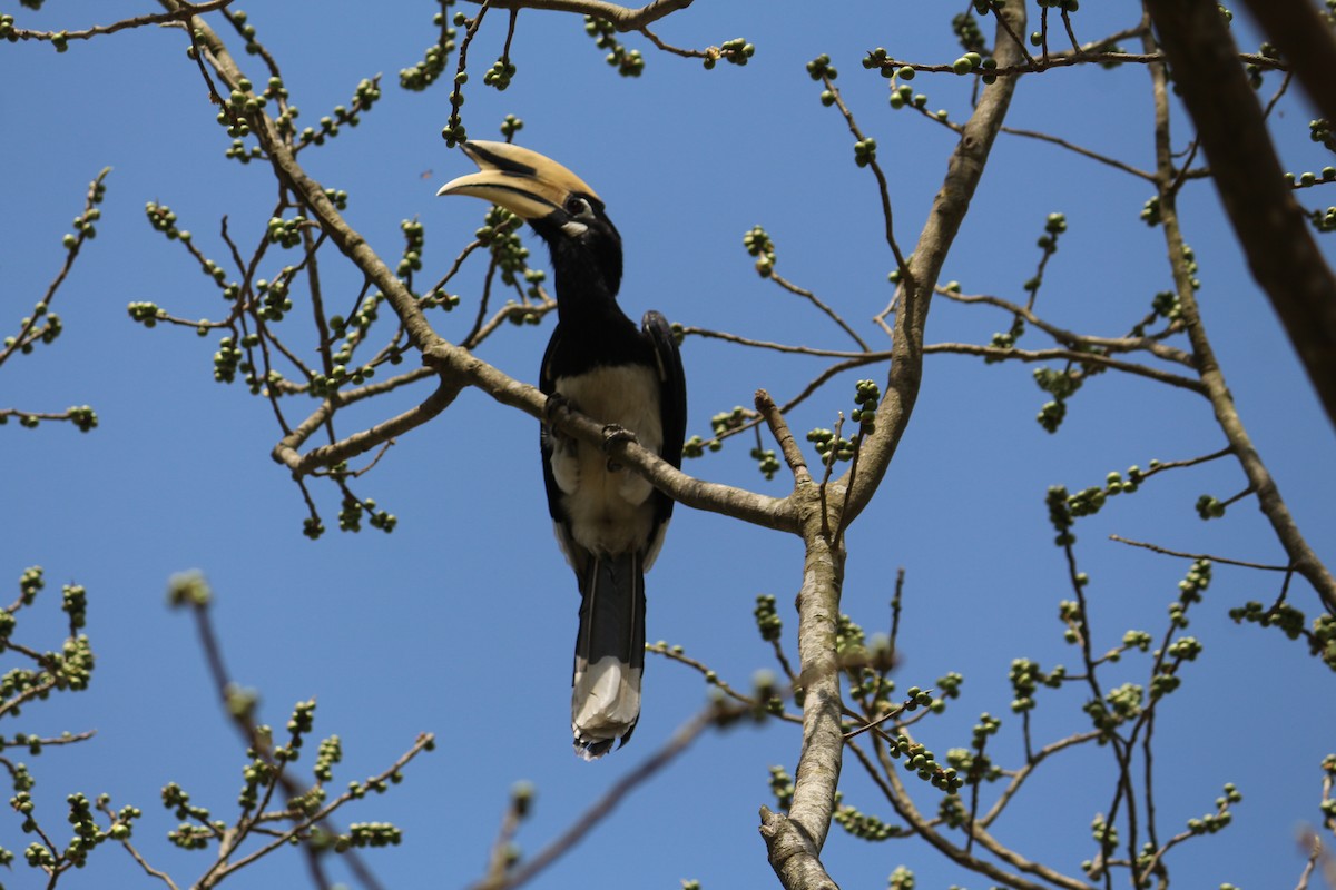 Oriental Pied-Hornbill - Gaurav  Sirola