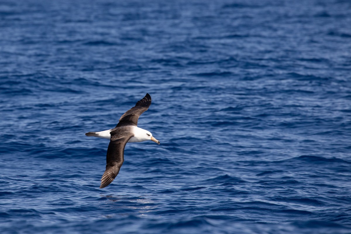 Black-browed Albatross (Campbell) - ML325474831
