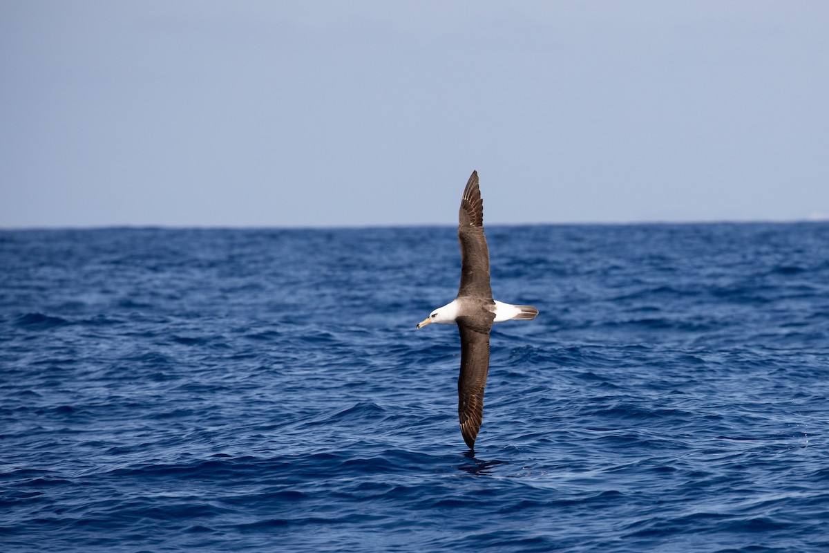 Black-browed Albatross (Campbell) - ML325474851