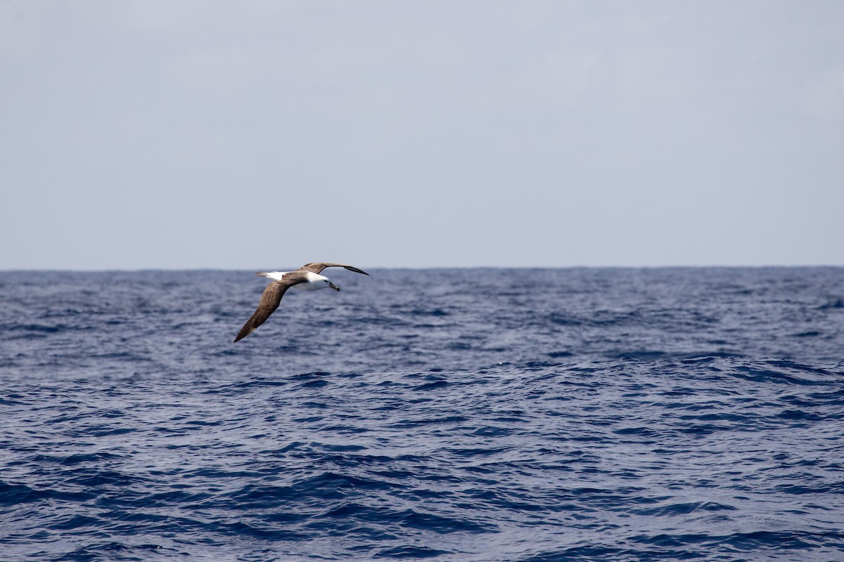 Black-browed Albatross (Campbell) - ML325474861