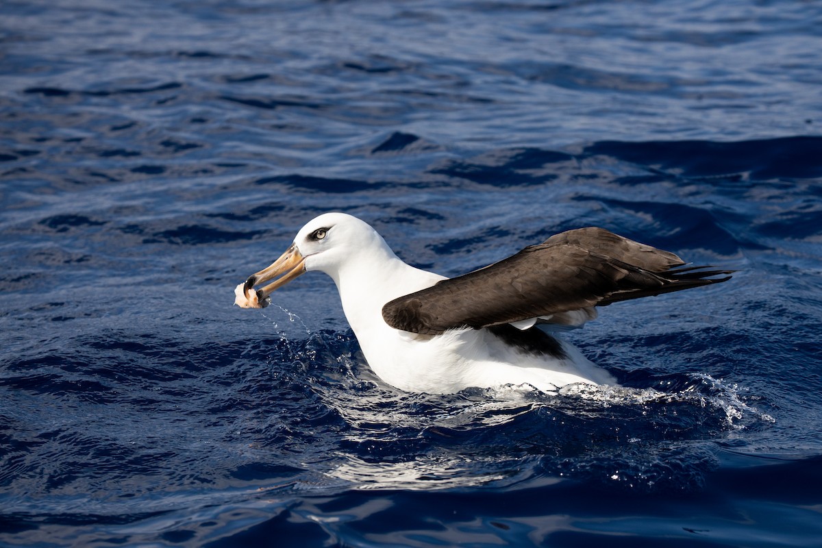 Black-browed Albatross (Campbell) - ML325474891