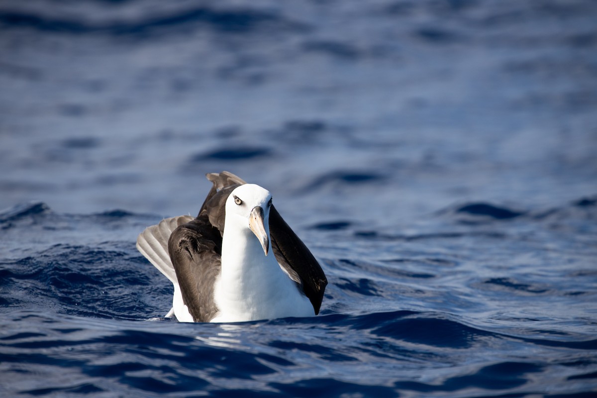 Black-browed Albatross (Campbell) - ML325474911