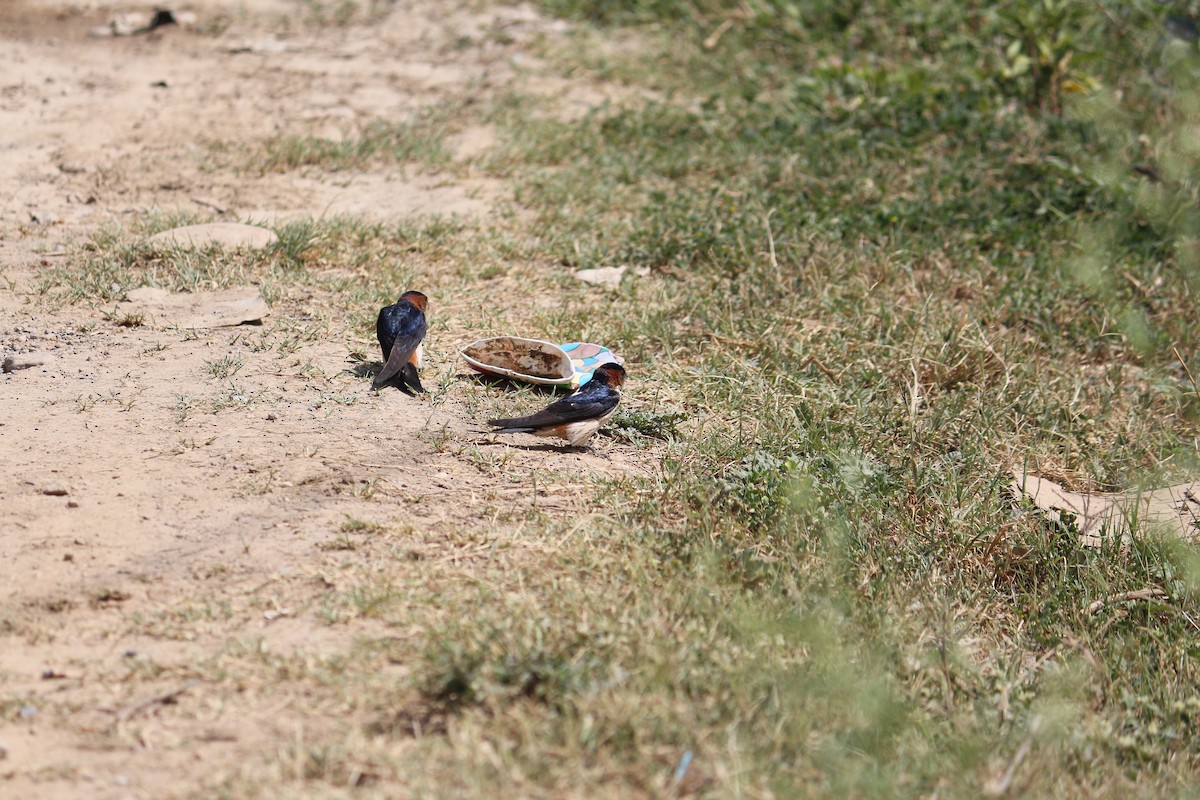 Red-rumped Swallow - ML325474991