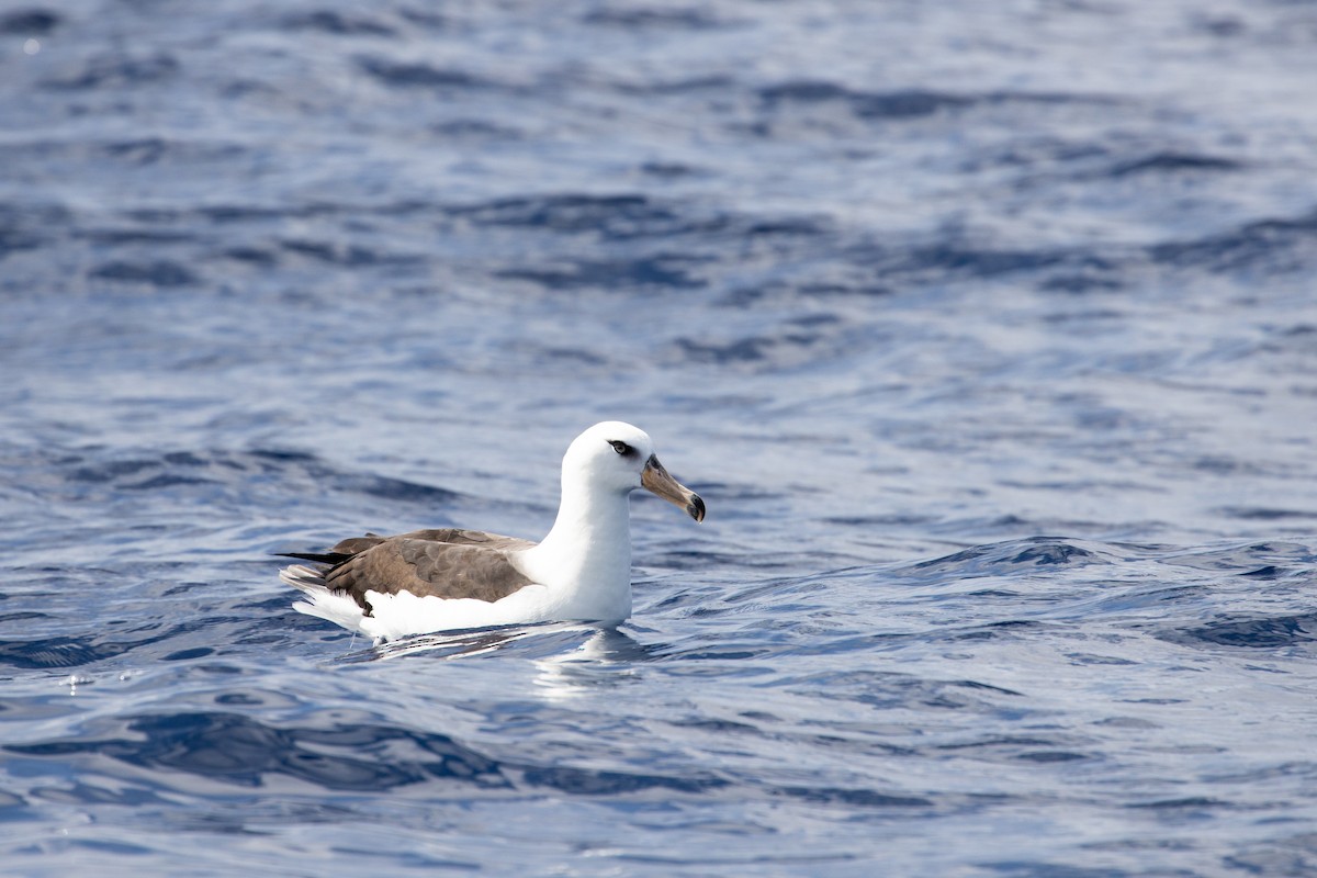 Black-browed Albatross (Campbell) - ML325475161