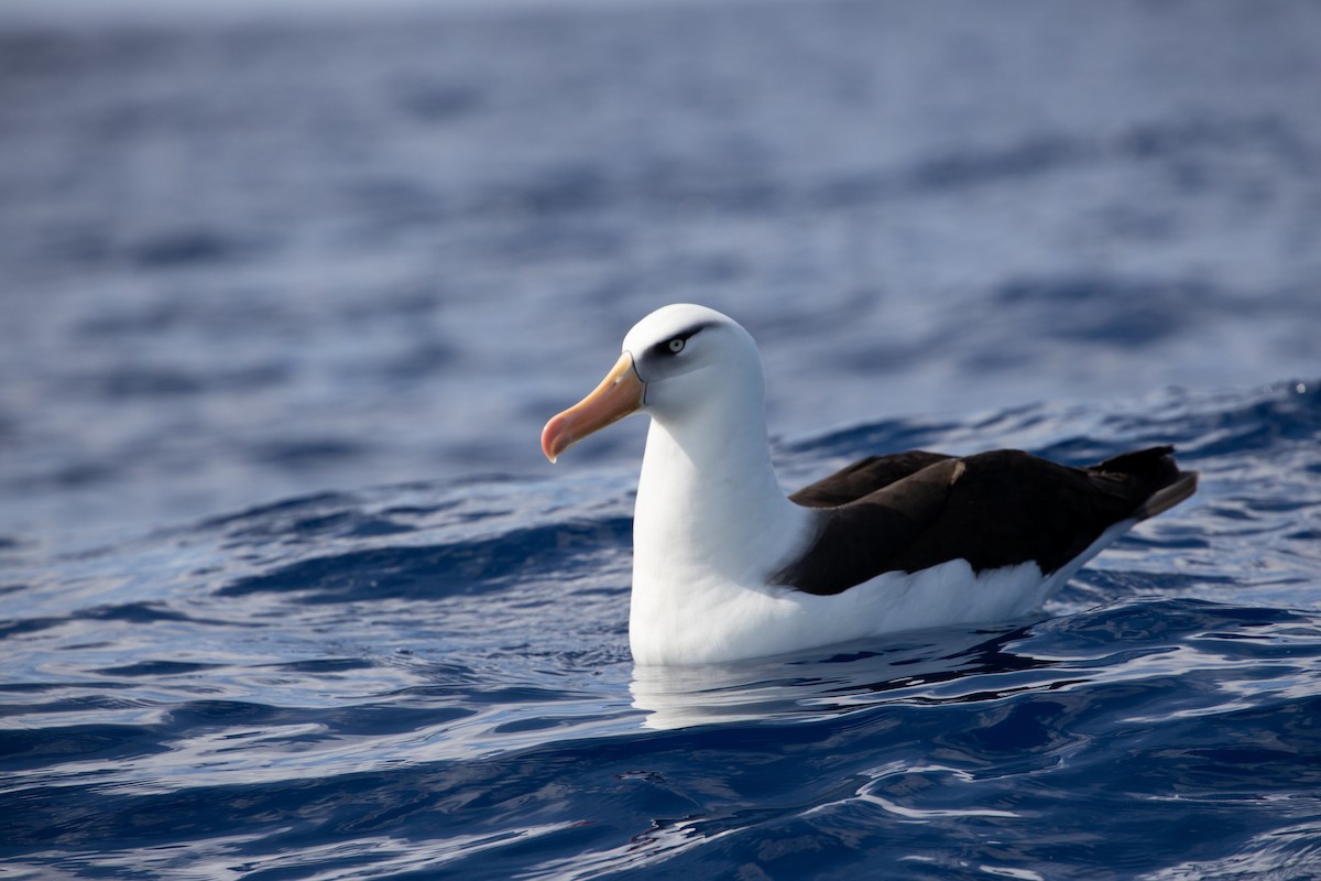 Black-browed Albatross (Campbell) - ML325475671