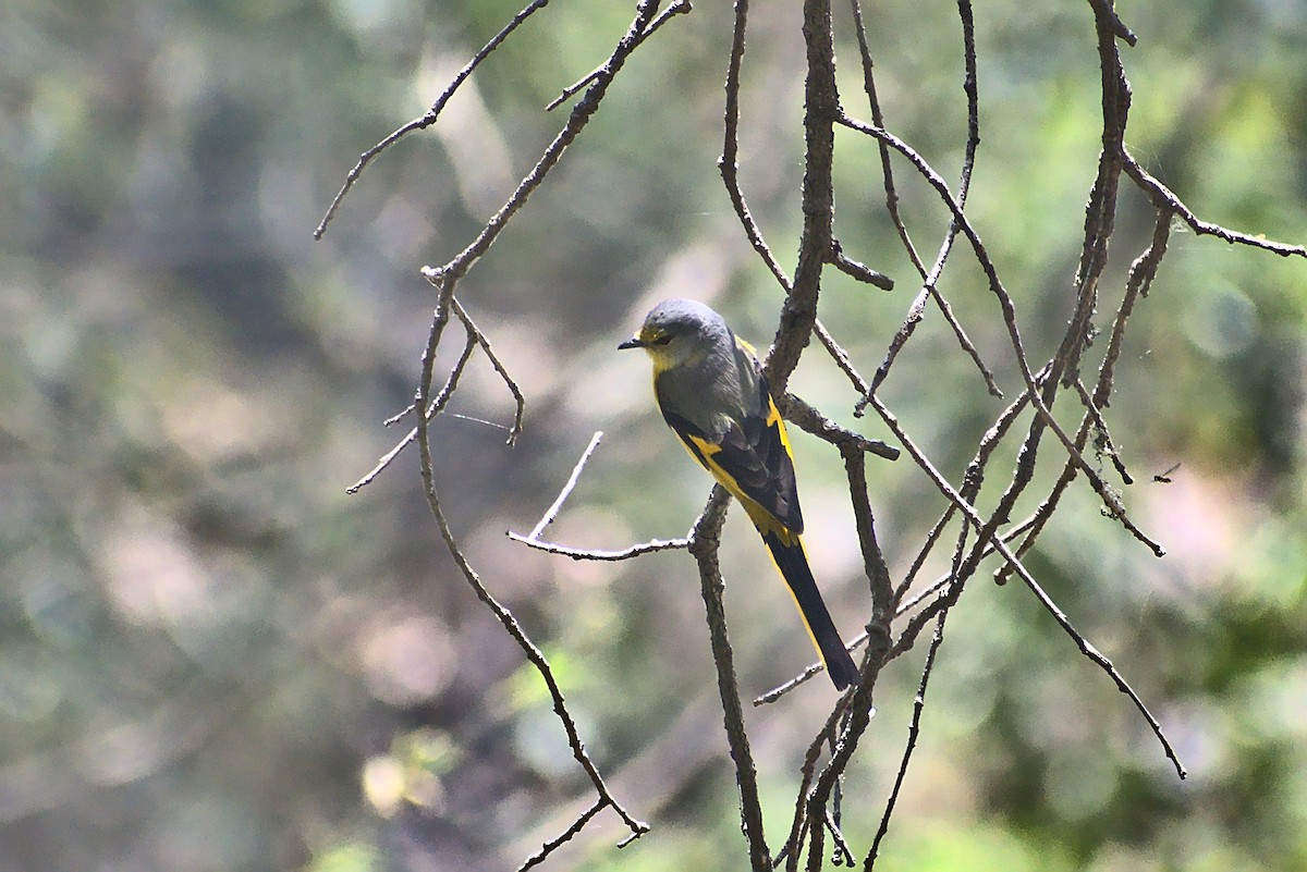 Long-tailed Minivet - Harshvardhan Sharma