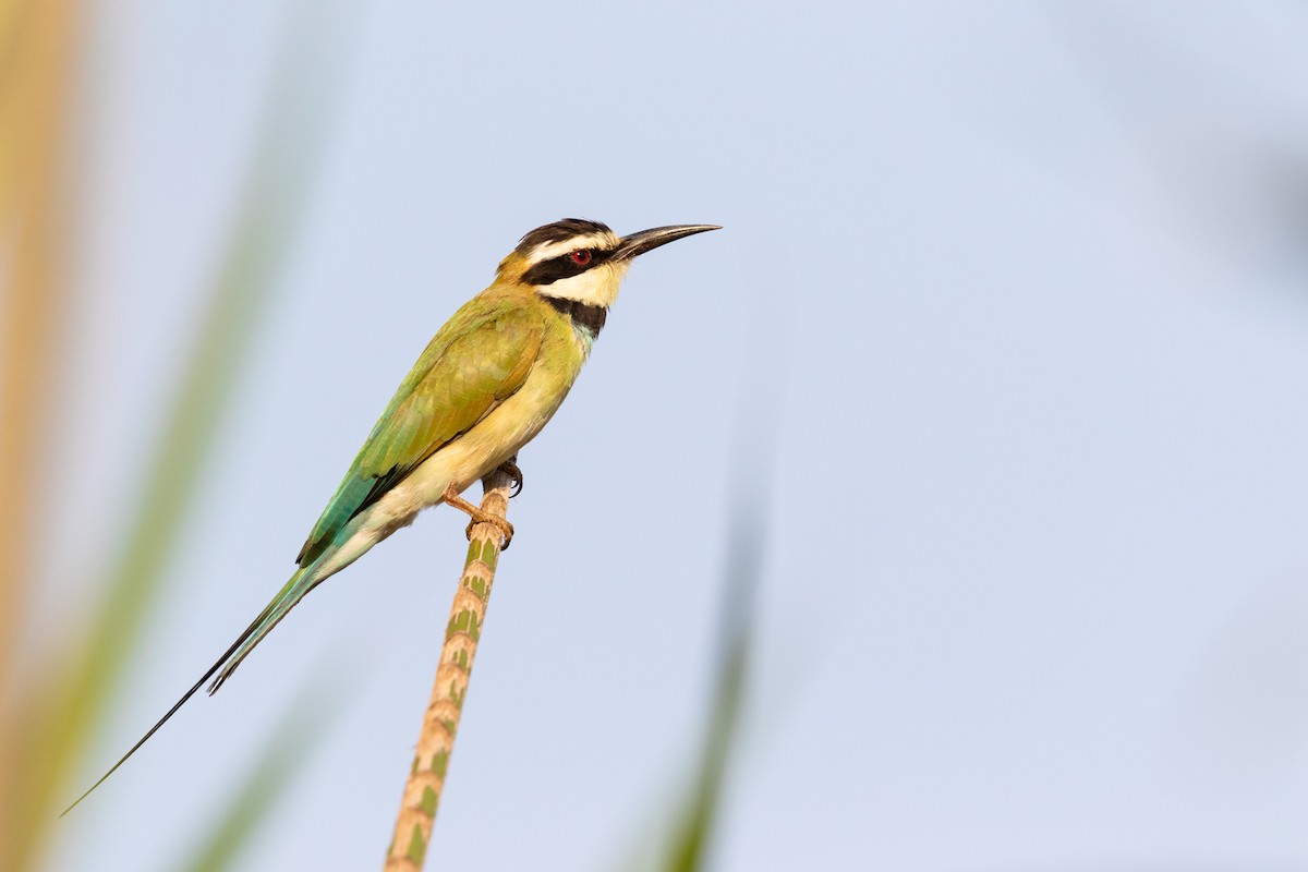 White-throated Bee-eater - ML325487111