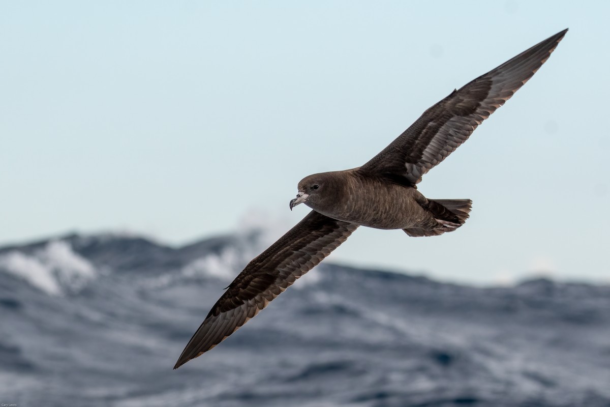 Flesh-footed Shearwater - ML325488171