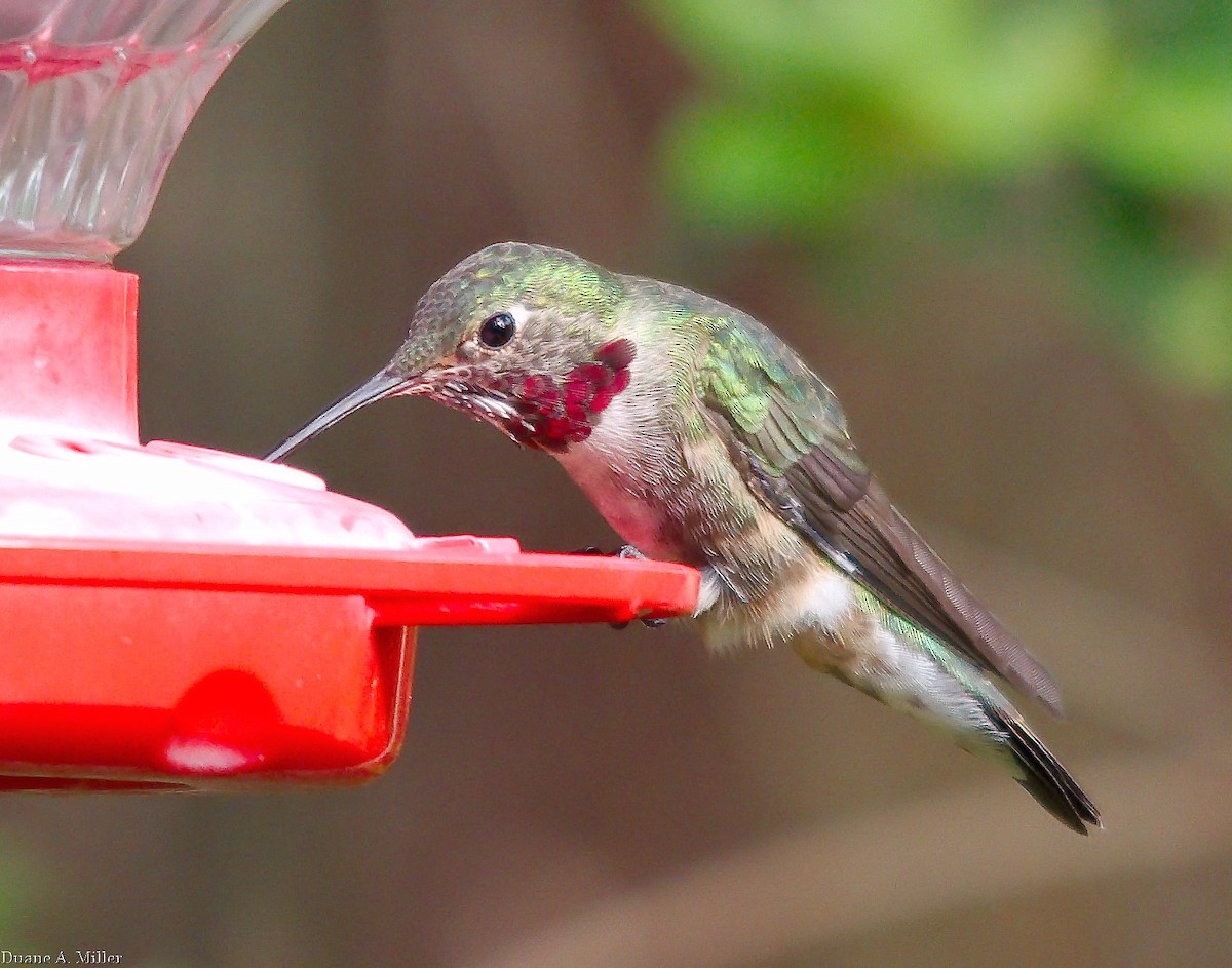 Broad-tailed Hummingbird - ML325490781