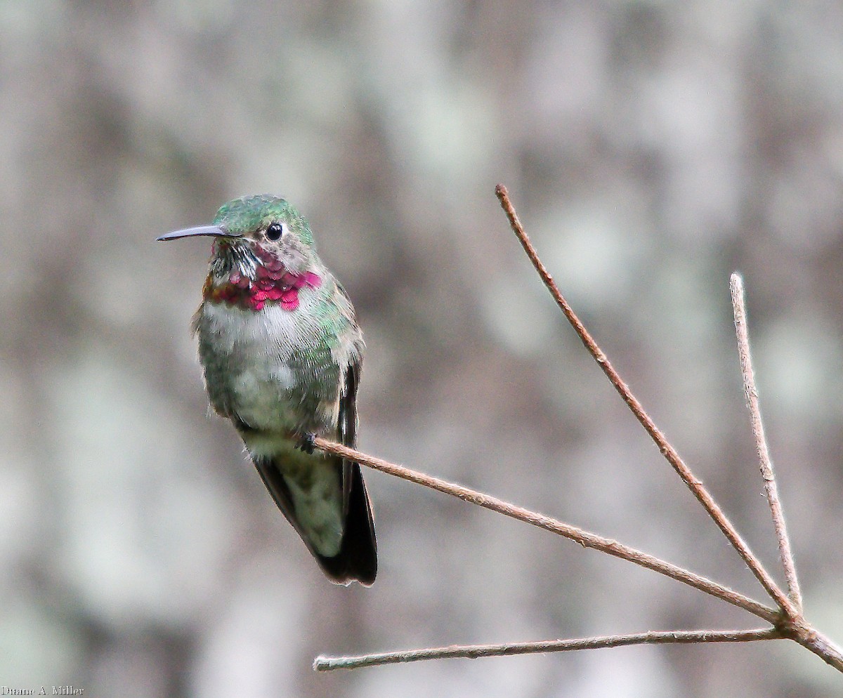 Broad-tailed Hummingbird - ML325490791