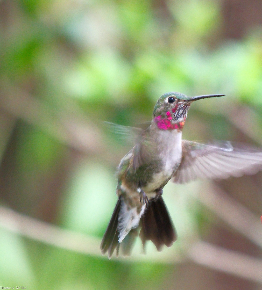 Broad-tailed Hummingbird - ML325490811