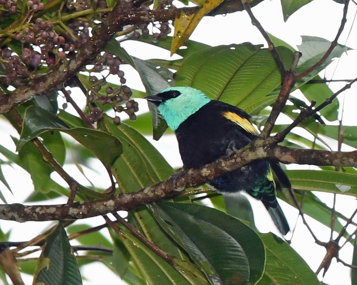 Blue-necked Tanager - ML325498541