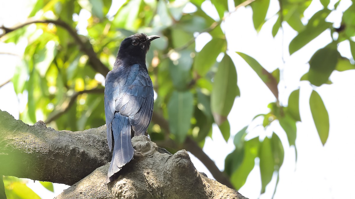 Square-tailed Drongo-Cuckoo - ML325504251