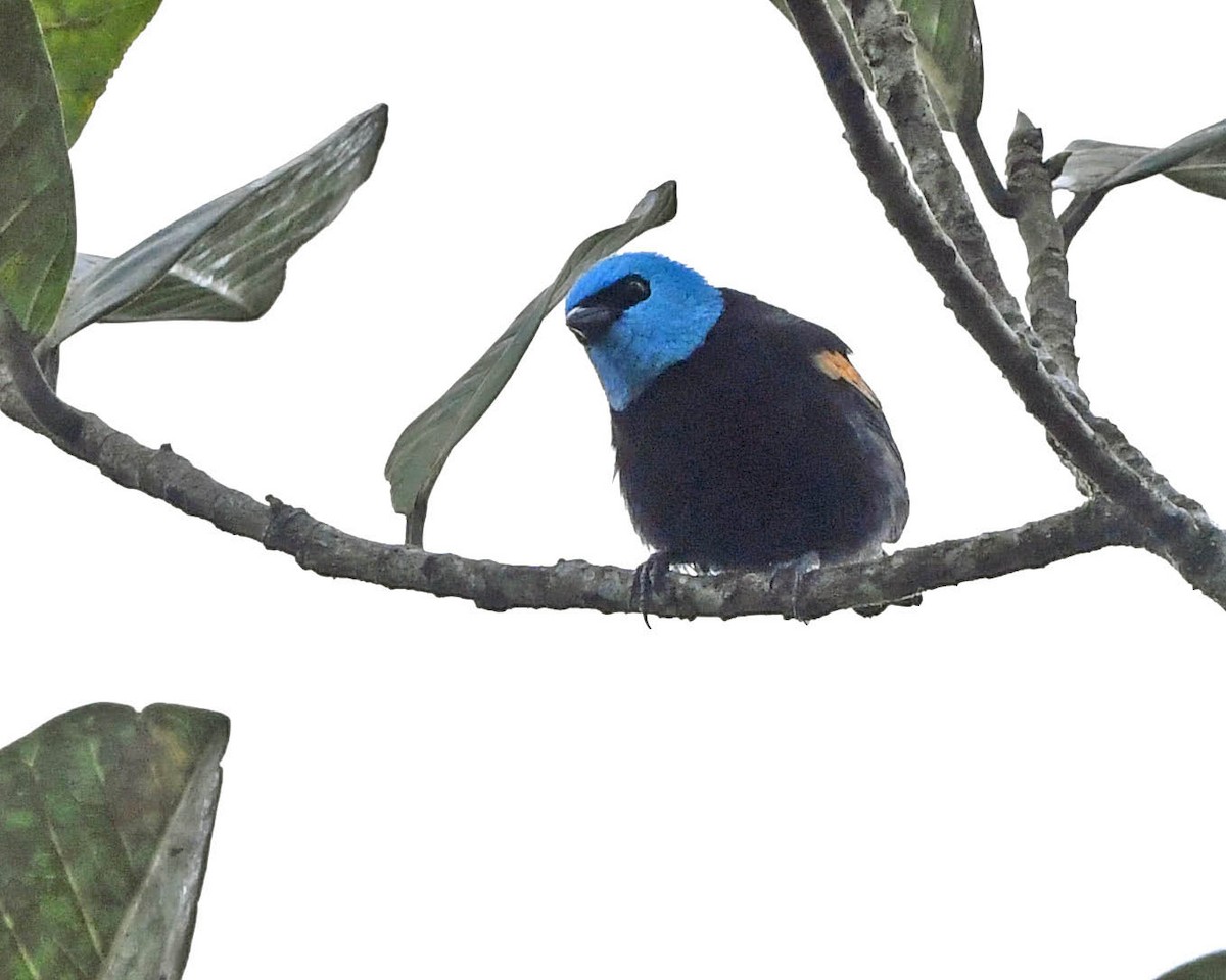 Blue-necked Tanager - ML325508931