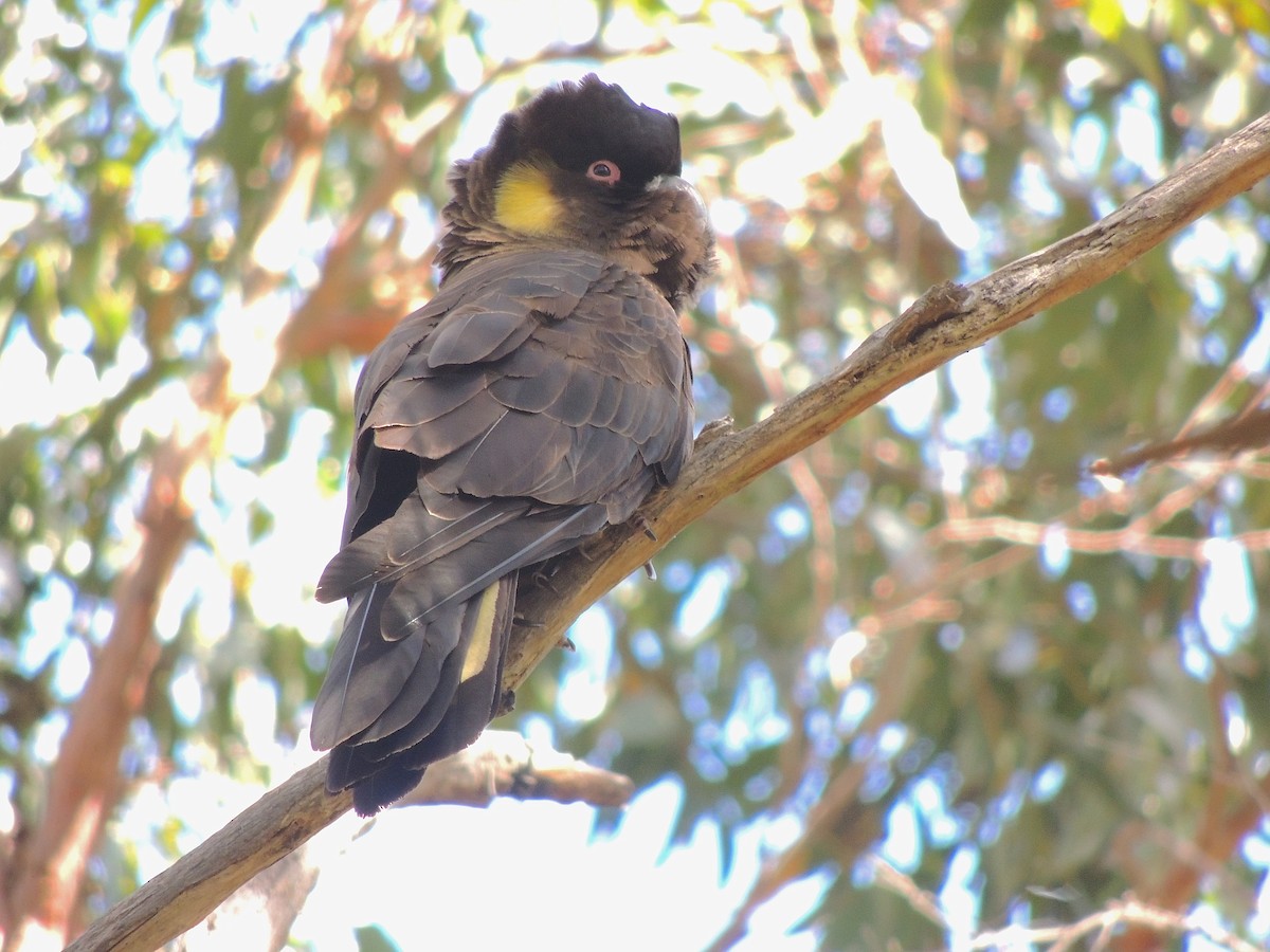Yellow-tailed Black-Cockatoo - George Vaughan