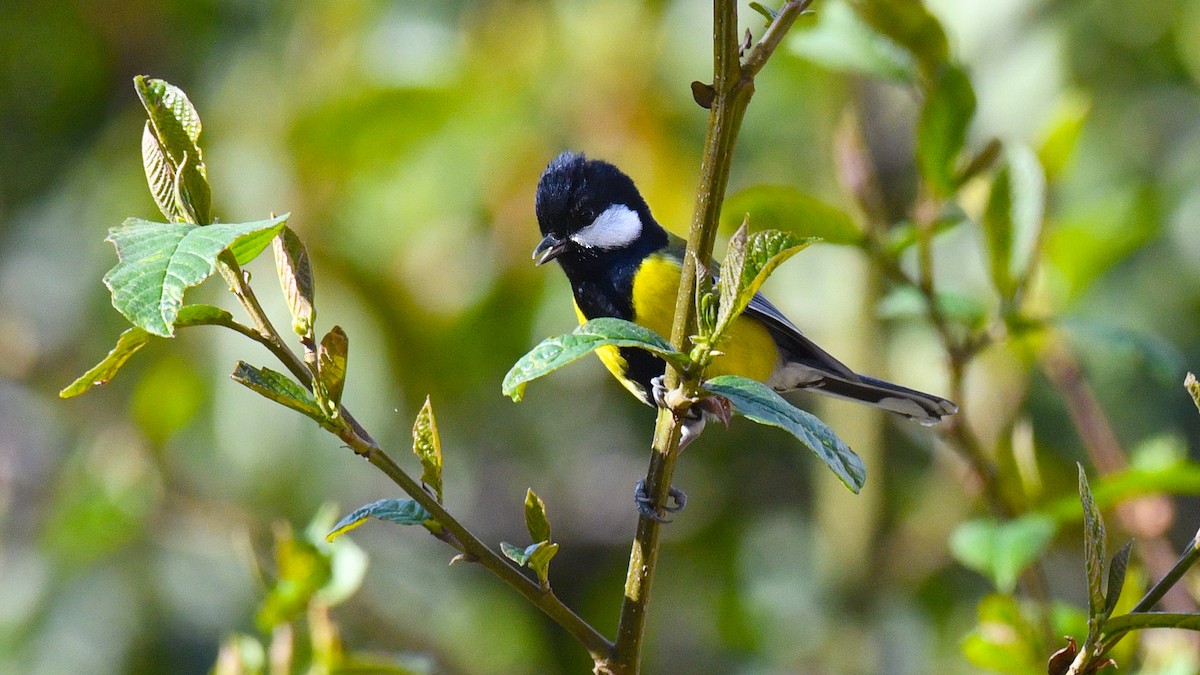Green-backed Tit - ML325510321