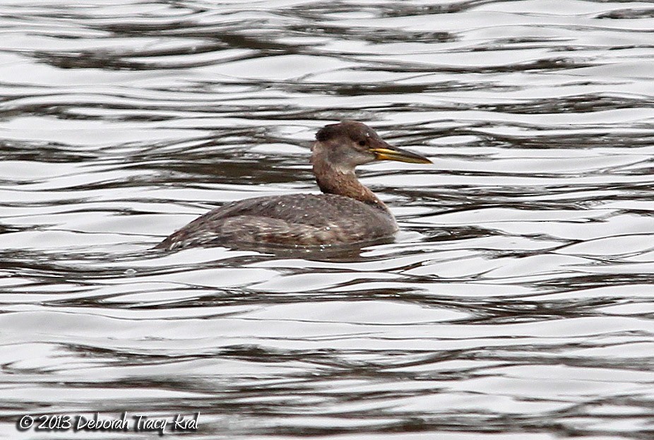 Red-necked Grebe - ML325516411