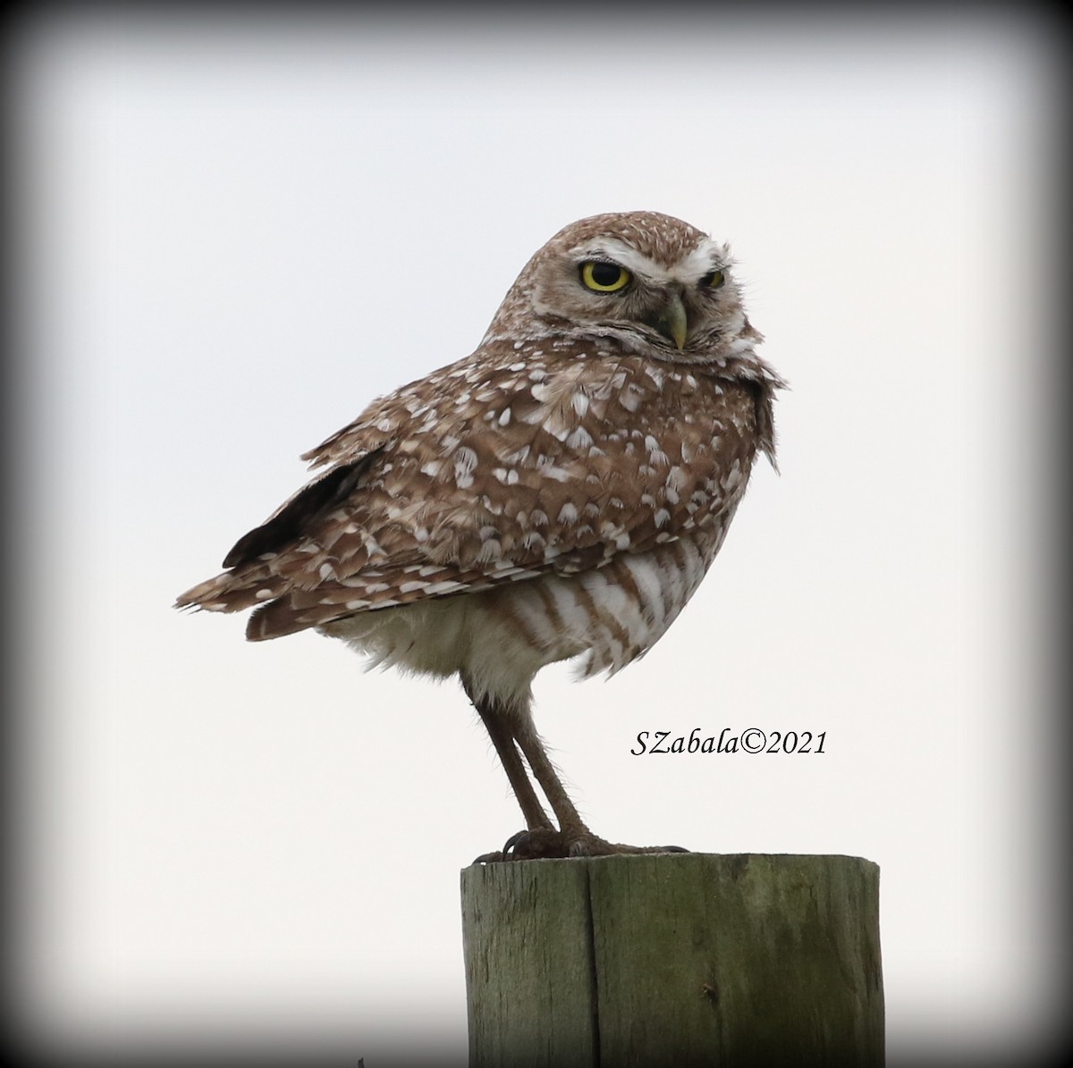 Burrowing Owl - ML325516591